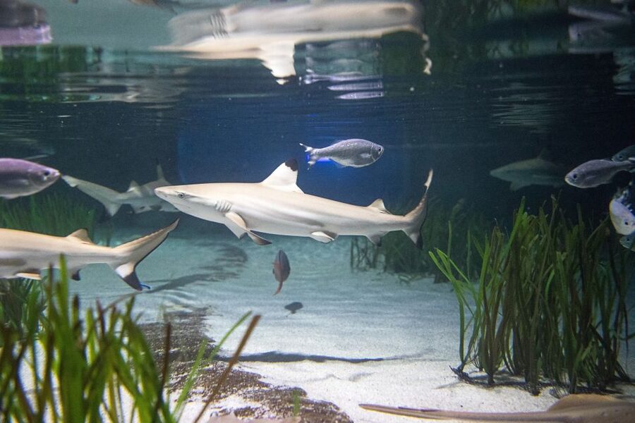 Oberhausen: SEA LIFE Oberhausen Entry Ticket - Is the $25 ticket good value?