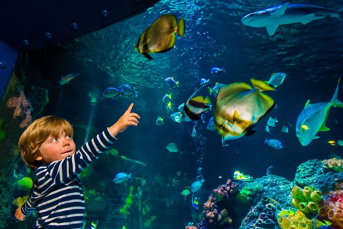 SEA LIFE Konstanz Admission Ticket - Tropical reef colors and the Red Sea tunnel