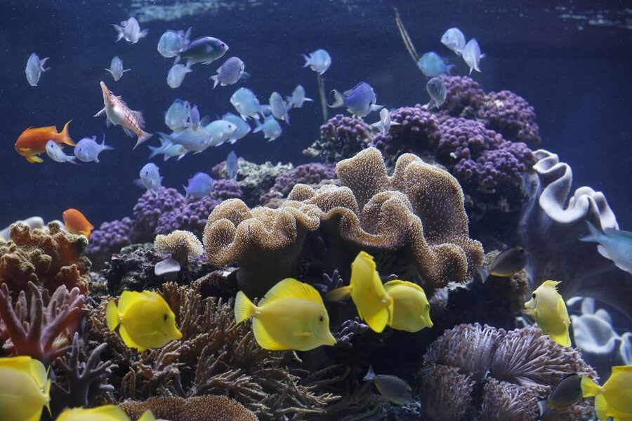 Sea Life Speyer Ticket - Key points to know before you book