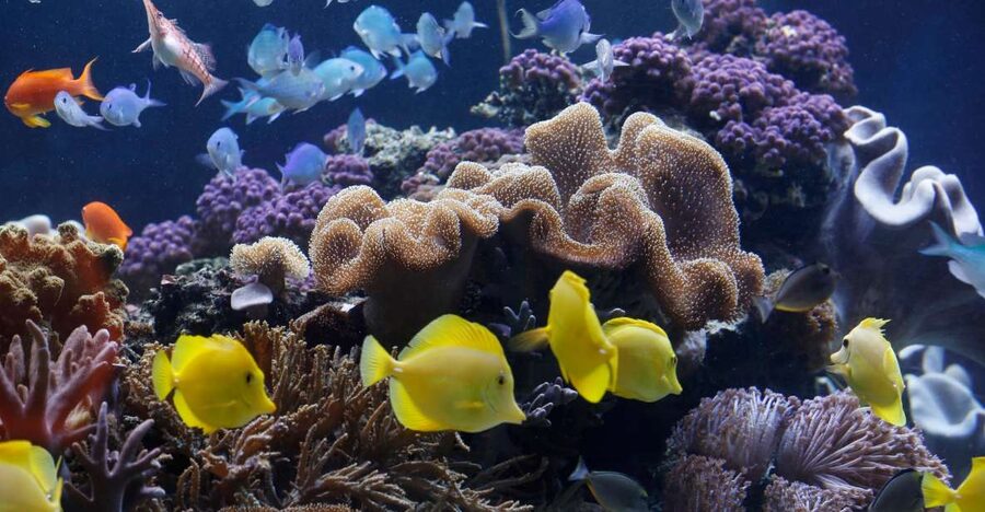 Sea Life Speyer Ticket - Following the water from Speyer to the tropical ocean