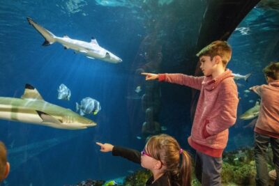 Sea Life Speyer Ticket