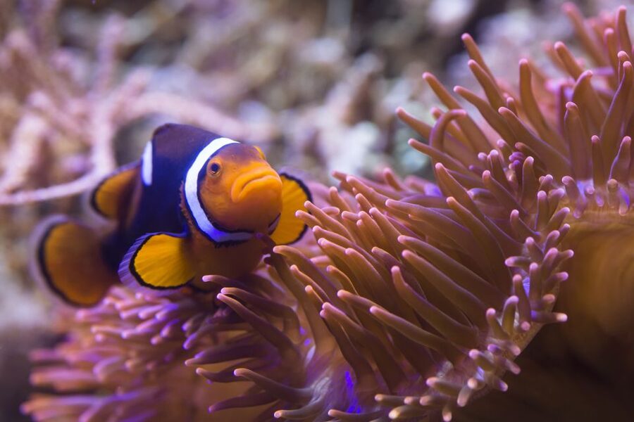 Sea Life Speyer Ticket - Shark nursery and the Amazon area
