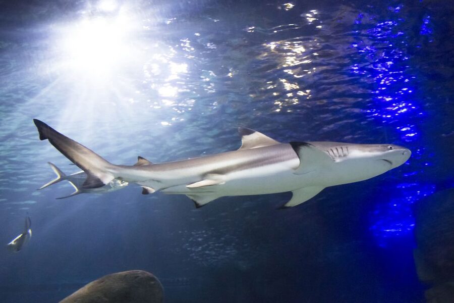 Sea Life Speyer Ticket - How long the visit really feels