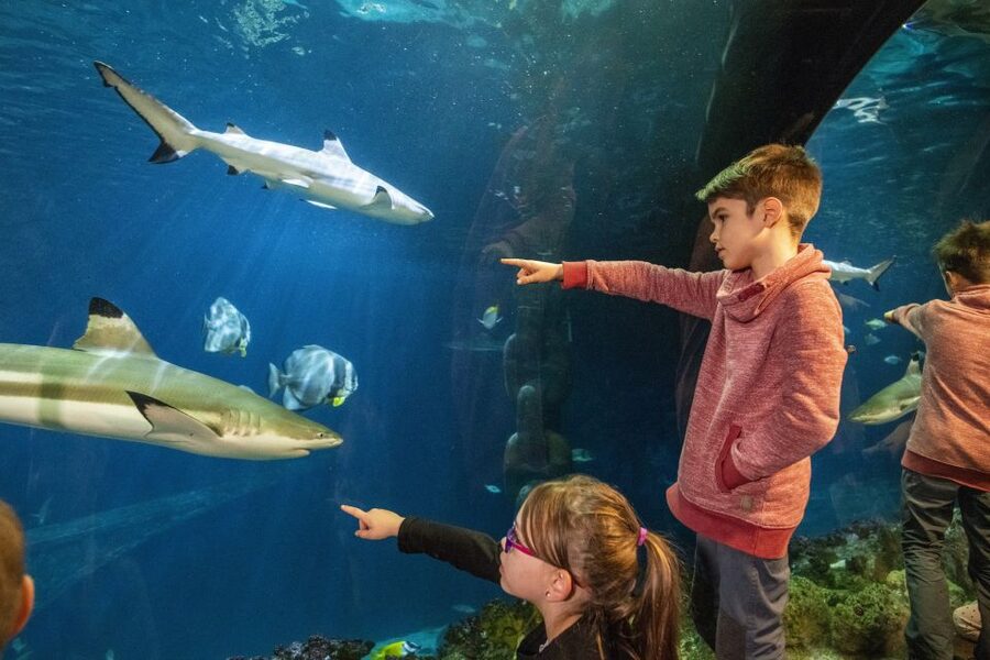 Sea Life Speyer Ticket - The great reef and the eight-metre tunnel