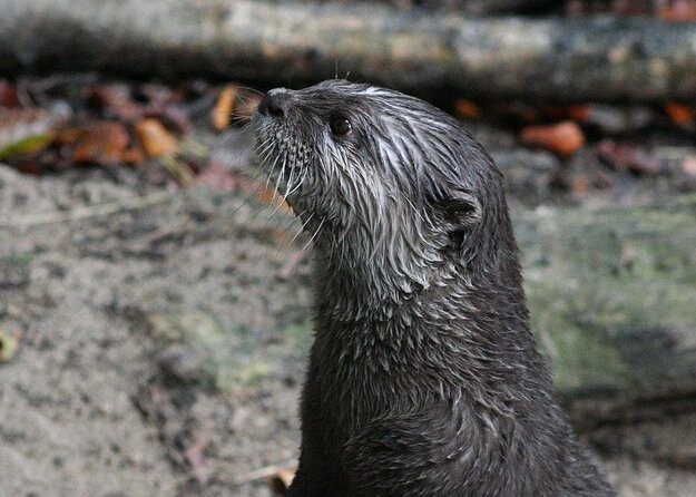SEA LIFE Timmendorfer Strand Admission Ticket - Key points before you book