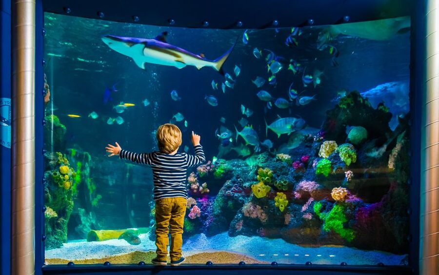 SEA LIFE Timmendorfer Strand Ticket - Starting with sharks and turtles in the underwater tunnel
