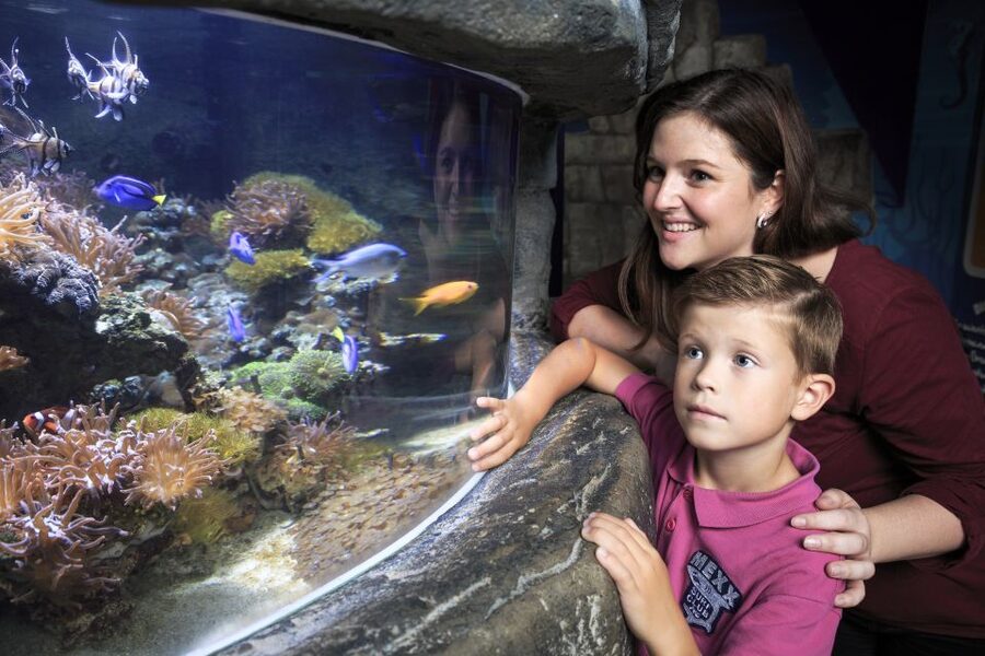 SEA LIFE Timmendorfer Strand Ticket - Should you book SEA LIFE Timmendorfer Strand?