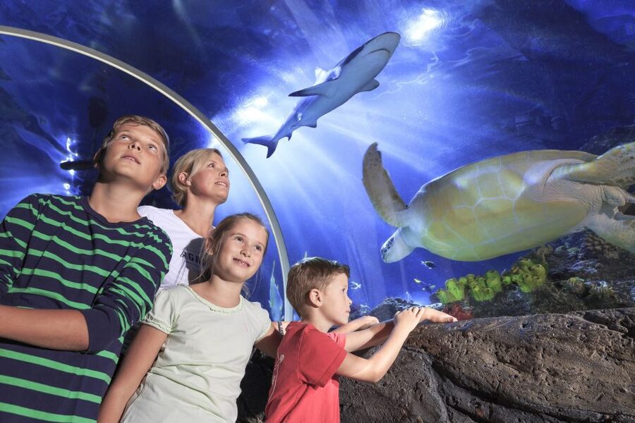 SEA LIFE Timmendorfer Strand Ticket - From the North Sea and Baltic Sea to tropical oceans
