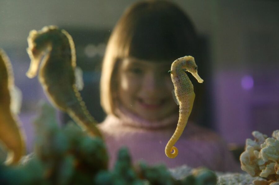 SEA LIFE Timmendorfer Strand Ticket - Live feedings give your visit a useful rhythm