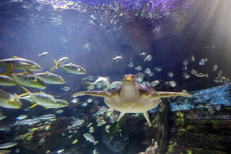 SEA LIFE Timmendorfer Strand Ticket - The touch pool offers a closer look