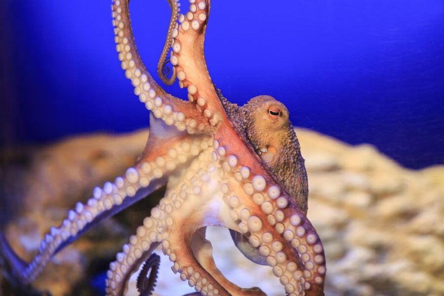SEA LIFE Timmendorfer Strand Ticket - How long the visit feels and who will enjoy it