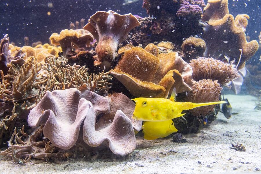 SEA LIFE Timmendorfer Strand Ticket - Reaching SEA LIFE from Lübeck or by car