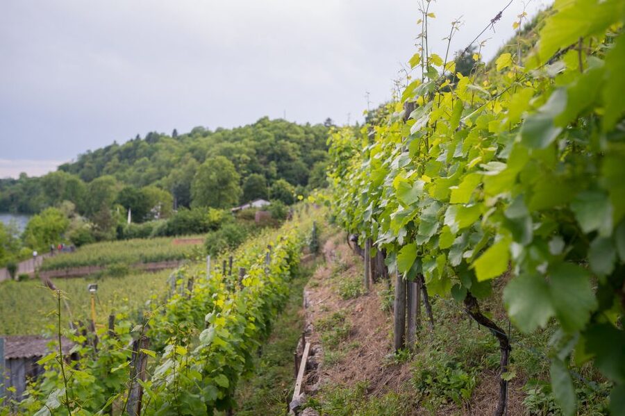 Stuttgart: Hiking Tour with Craft Beer Tasting - Booking flexibility and the finish at Riverhouse