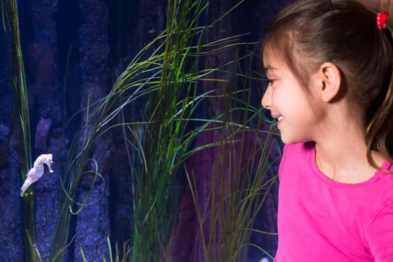 Ticket to SEA LIFE Konstanz - What the $25 ticket is worth