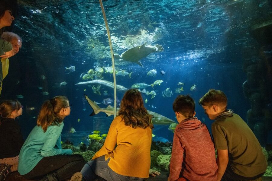 Ticket to SEA LIFE Konstanz - Sharks, turtles, and the seasonal rescue mission