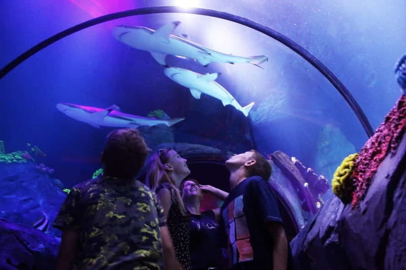 Ticket to SEA LIFE Konstanz - Feeding times and aquarist talks