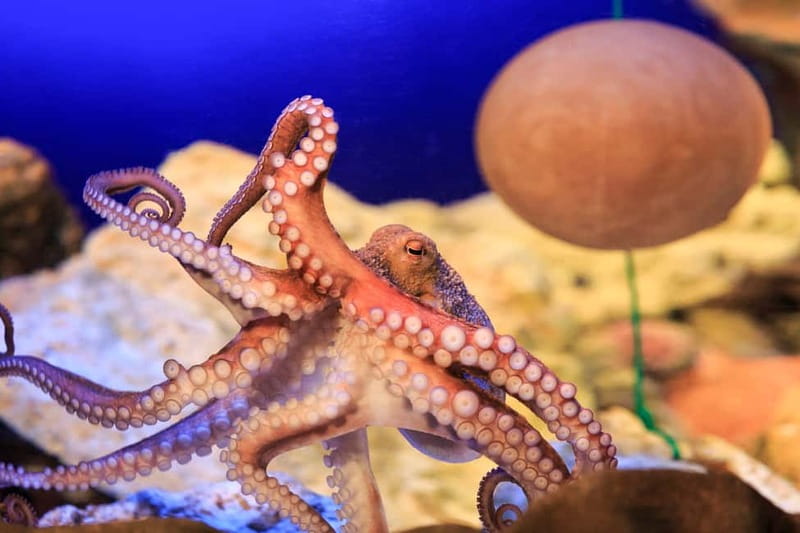 Ticket to SEA LIFE Konstanz - The Lake Constance Museum of Natural History